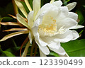 A night-blooming beauty floating in the dark 123390499