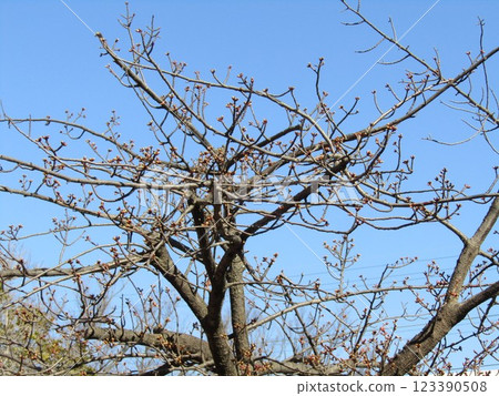 The Kawazu cherry blossoms in front of Inagekaigan Station still have firm buds. 123390508