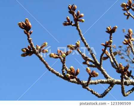 The Kawazu cherry blossoms in front of Inagekaigan Station still have firm buds. 123390509
