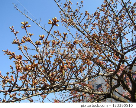 The Kawazu cherry blossoms in front of Inagekaigan Station still have firm buds. The Kawazu cherry blossoms in front of Inagekaigan Station still have firm buds. 123390510
