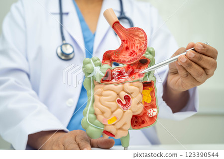 Digestive system with stomach and intestine, Asian doctor holding human anatomy model for study diagnosis and treatment in hospital. 123390544