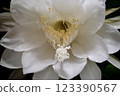 A night-blooming beauty floating in the dark 123390567