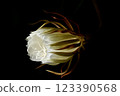 A night-blooming beauty floating in the dark 123390568