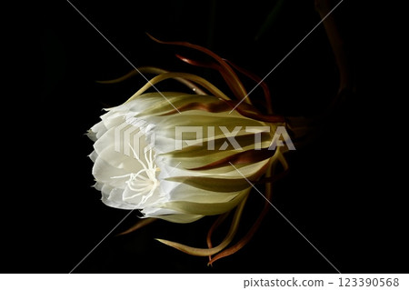 A night-blooming beauty floating in the dark A night-blooming beauty floating in the dark 123390568