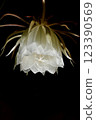 A night-blooming beauty floating in the dark 123390569