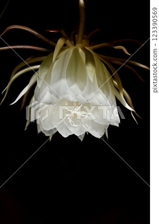 A night-blooming beauty floating in the dark 123390569