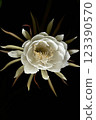 A night-blooming beauty floating in the dark 123390570