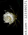 A night-blooming beauty floating in the dark 123390571