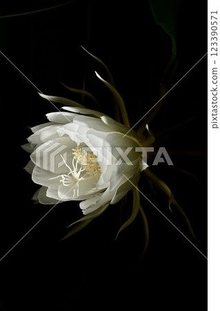 A night-blooming beauty floating in the dark A night-blooming beauty floating in the dark 123390571
