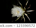 A night-blooming beauty floating in the dark 123390572