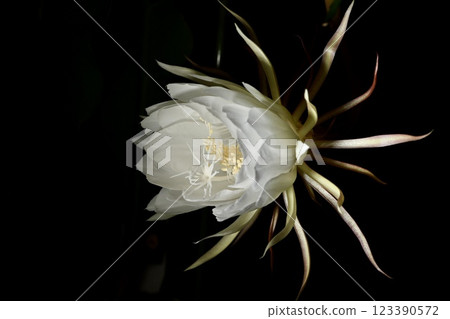 A night-blooming beauty floating in the dark 123390572