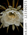 A night-blooming beauty floating in the dark 123390573
