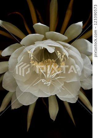 A night-blooming beauty floating in the dark 123390573