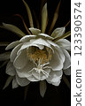A night-blooming beauty floating in the dark 123390574