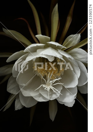 A night-blooming beauty floating in the dark 123390574
