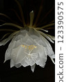 A night-blooming beauty floating in the dark 123390575
