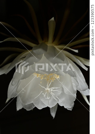 A night-blooming beauty floating in the dark 123390575