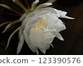 A night-blooming beauty floating in the dark 123390576