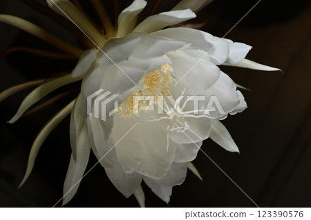 A night-blooming beauty floating in the dark 123390576