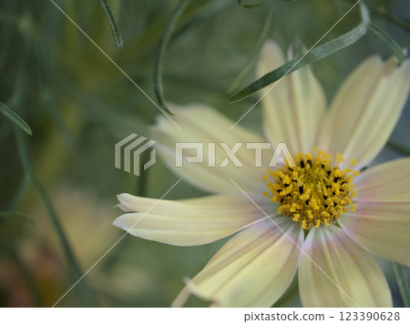 十月盛開的美麗大波斯菊（秋季櫻花） 123390628