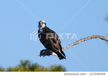 Osprey 123390846