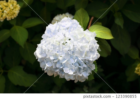 白色繡球花 123390855