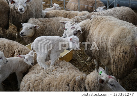 母羊、子羊騎在媽媽背上 母羊、子羊騎在媽媽背上 123391277