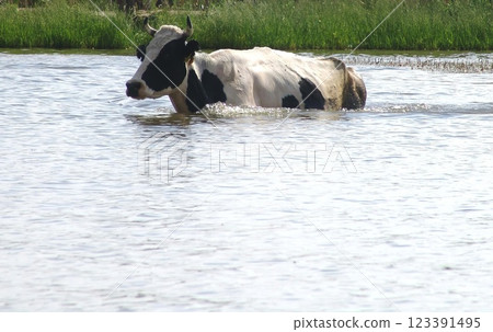 Black and white cow crossing the river 123391495