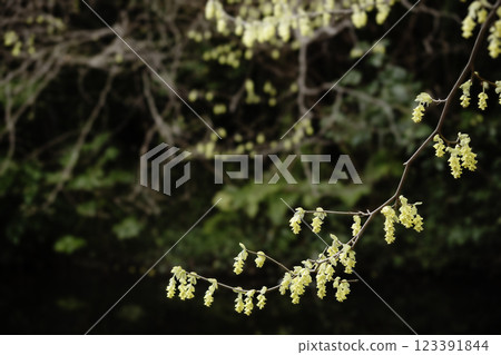 春花、山茱萸盛開的早春風景-5 123391844