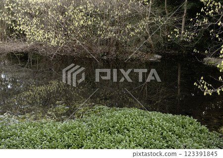 Waterside landscape with young grass and a pond, and blooming Japanese quince and dogwood 123391845
