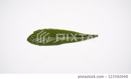 枇杷葉 枇杷葉 123392048