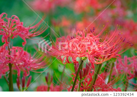 cluster spider lilies growing in clusters 123392434