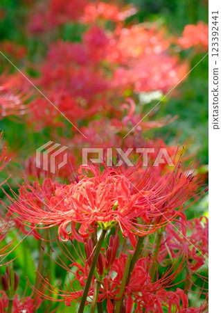 簇生蜘蛛百合 123392441