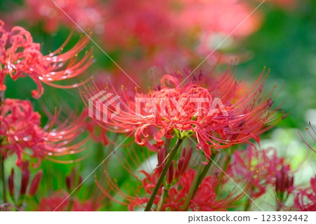 簇生蜘蛛百合 123392442