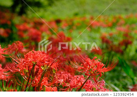 簇生蜘蛛百合 123392454