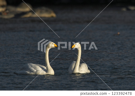 Swan Swan 123392478