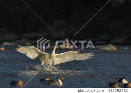 Swan Swan 123392482