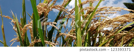 The rice is ripe and ripe. The rice is ripe and ripe. 123393371