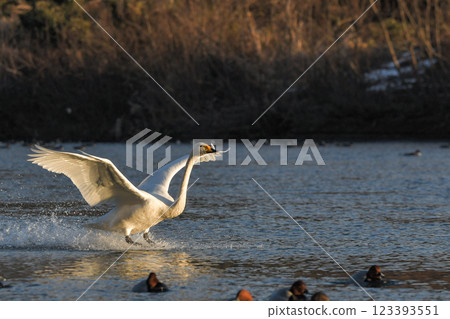 Swan Swan 123393551