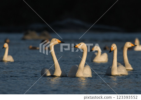 Swan Swan 123393552