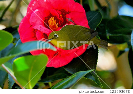 Aspiration of camellia nectar 123393678