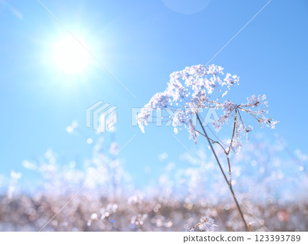 Frosty winter plant illuminated by brilliant sunshine. Frosty winter plant illuminated by brilliant sunshine. 123393789