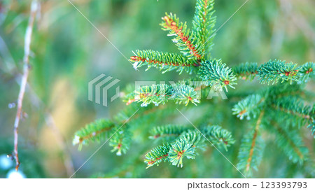 Close-up of evergreen pine needles against blurred green 123393793
