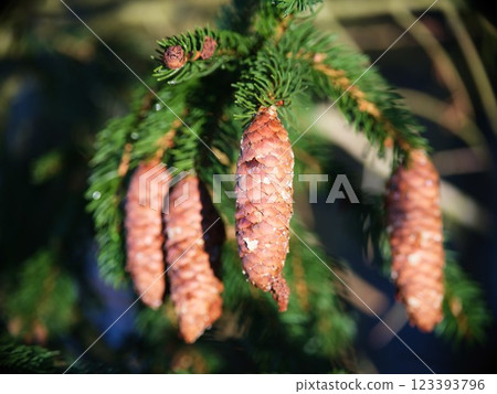 Pine tree branch with brown cones, soft blur background Pine tree branch with brown cones, soft blur background 123393796