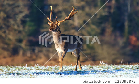 Single deer with antlers standing solitary on frosty field Single deer with antlers standing solitary on frosty field 123393872