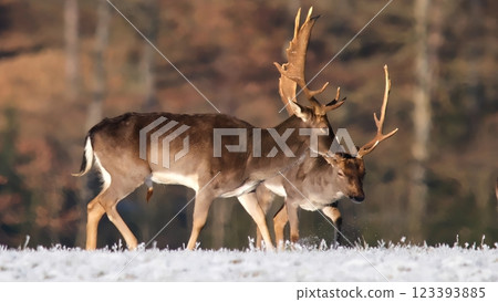 Two deer engage in ritualistic antler battle on ice 123393885