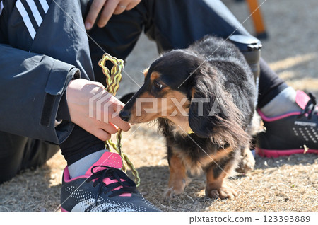 A woman walking her dog, a Kaninchen Dachshund 123393889