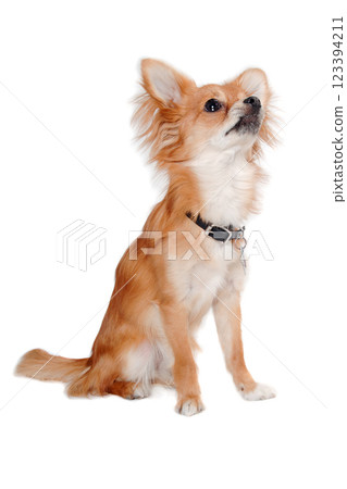 chihuahua dog is sitting on a white background chihuahua dog is sitting on a white background 123394211