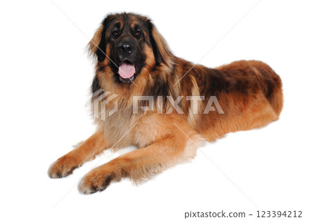 Leonberger dog is resting on a clean white background Leonberger dog is resting on a clean white background 123394212