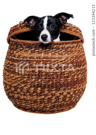 Happy Rat terrier puppy dog is playing in a basket, taken on a white background Happy Rat terrier puppy dog is playing in a basket, taken on a white background 123394215